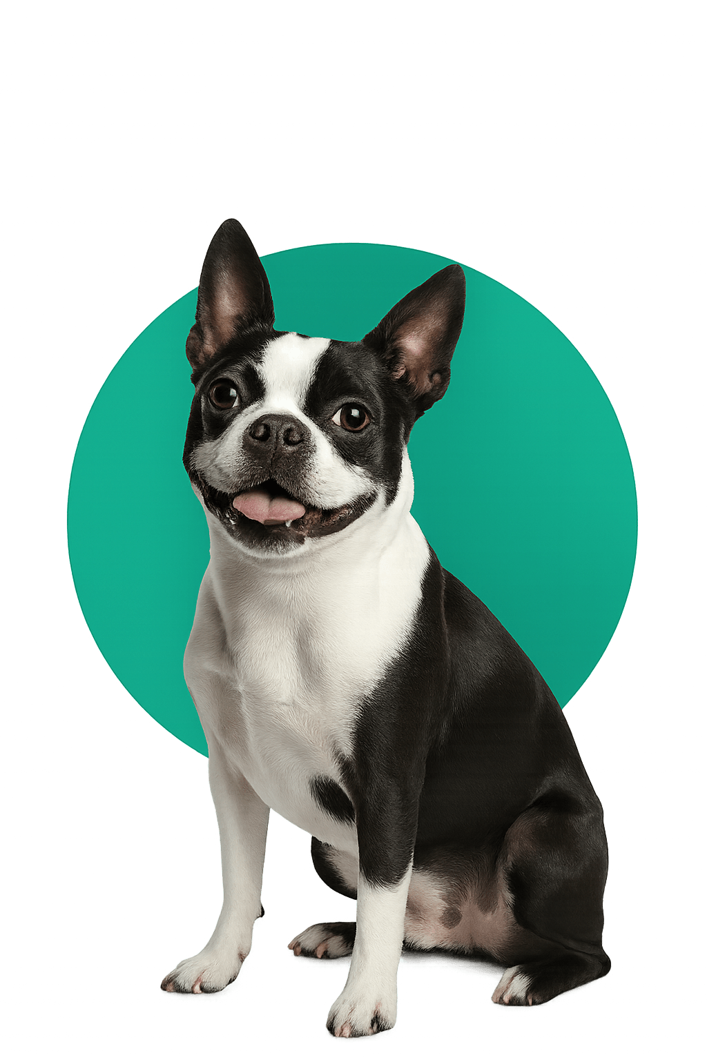 Happy Boston Terrier - Mobile Veterinary Services